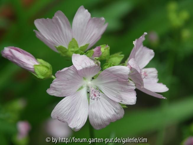 Moschusmalve - Malva moschata