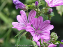wilde Malve - Käsepappel - Malva sylvestris