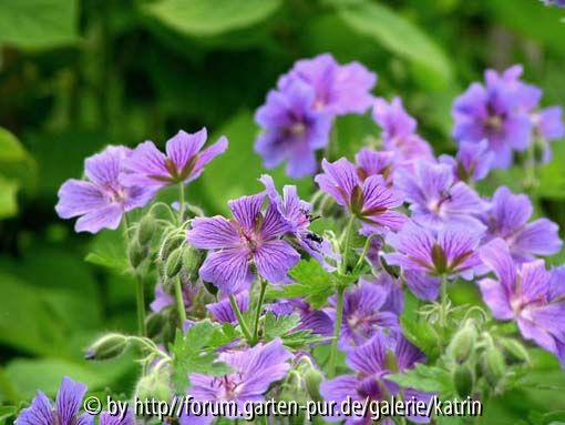 Geranium x magnificum