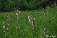 Stendelwurzwiese
