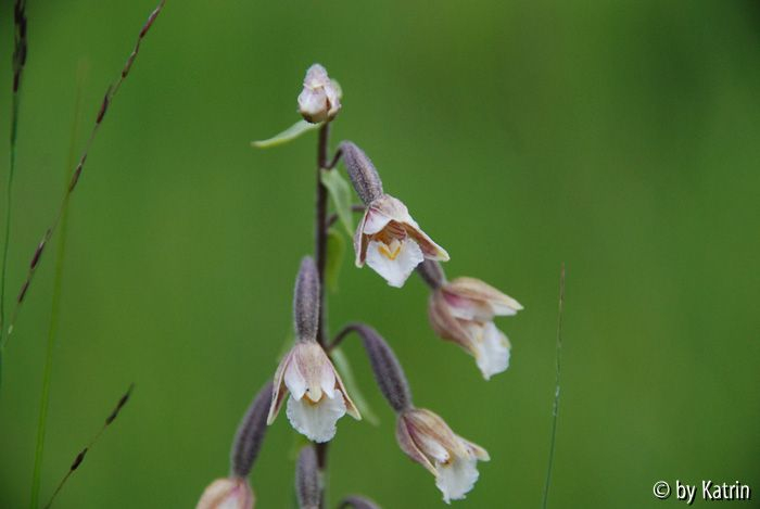 Sumpfstendelwurz 2