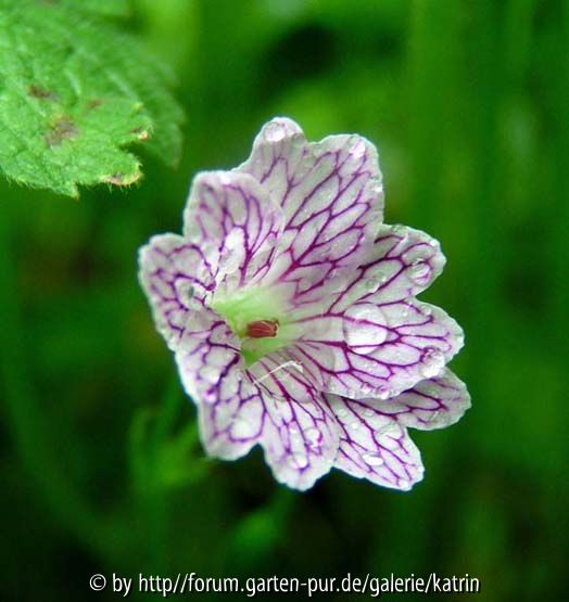 Geranium versicolor