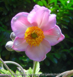 Anemone