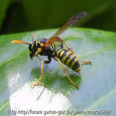 Die Wespe