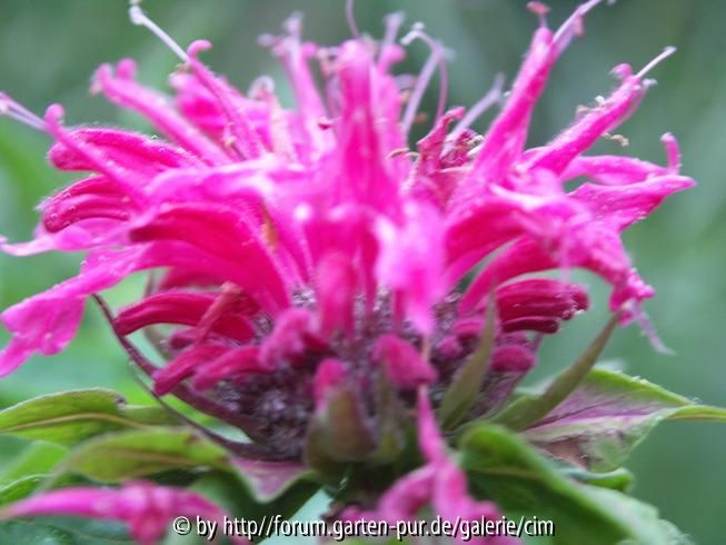Indianernessel - Monarda didyma