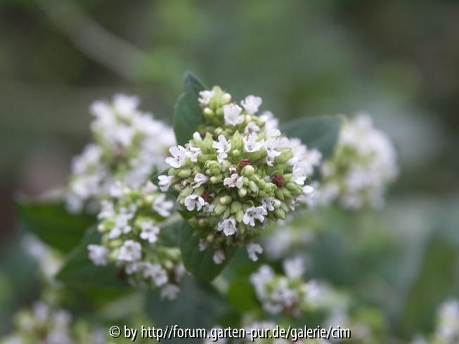 Oregano