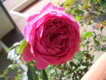 CIMG1323_600x600_100KB.jpg