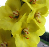 Großblumige Königskerze (Verbascum densiflorum Bertol.)