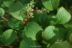 Viburnum subalpinum