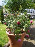 Wisley1.jpg
