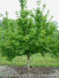 Cornus mas 'Devin'