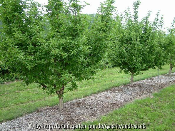 Cornus mas 