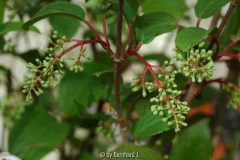 Viburnum subalpinum