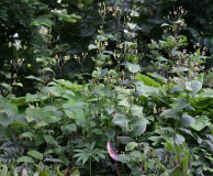 Tricyrtis macropoda - Habitus