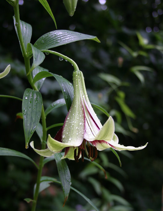 Lilium nepalense