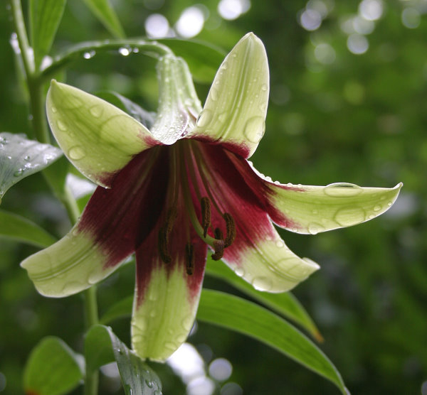 Lilium nepalense