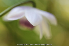 Anemonopsis Aquarell