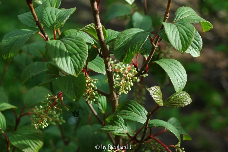 Viburnum subalpinum