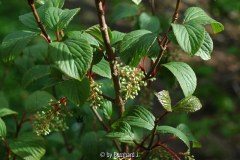 Viburnum subalpinum