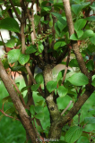 Viburnum subalpinum