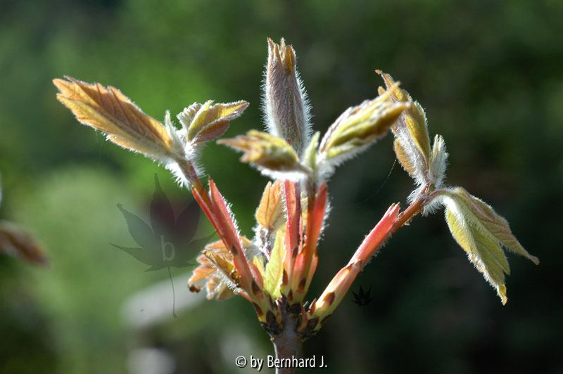 Acer griseum