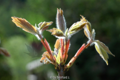 Acer griseum