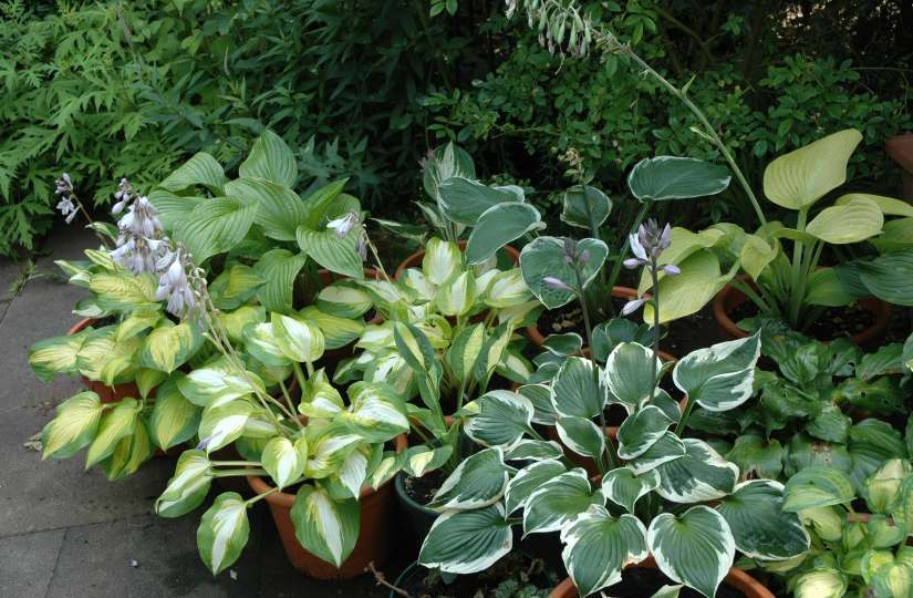 Garteneinblicke Hosta 1