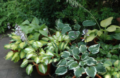 Garteneinblicke Hosta 1