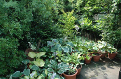 Garteneinblicke Hosta 2