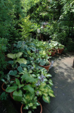 Garteneinblicke Hosta 3