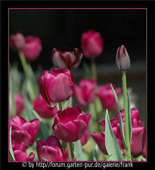 Tulpen in Mauve-Pink
