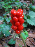 Fruchtstand des Aronstabs (Arum maculatum)
