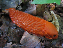 Rote Nacktschnecke, Rote Wegschnecke (Arion)