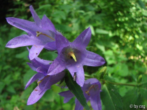 Nesselblättrige Glockenblume (Campanula trachelium)