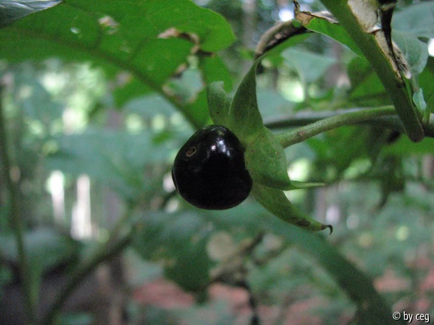 Tollkirsche (Atropa belladonna)