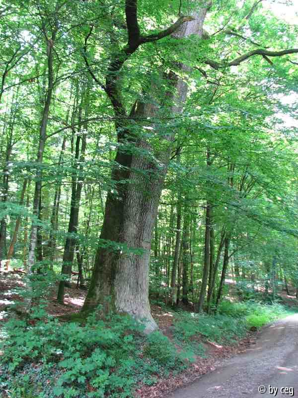 Eiche (Quercus)