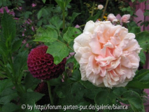 Dahlie und Gloire de Dijon.jpg