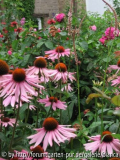 Echinacea_ Knöterich_Rose de Resht.jpg