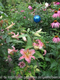 Lilien_Mornade_Echinacea_Heritage_RdV.jp