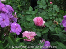 Louise Odier und Phlox.jpg