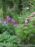Mornade_Prachtscharte_Echinacea_Charles