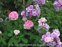Captain Williams und Phlox.jpg