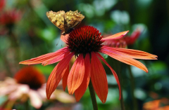 Echinacea 1