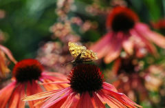 Echinacea 2