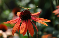 Echinacea 3