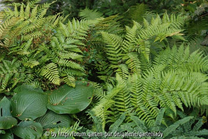 Dryopteris erythrosora