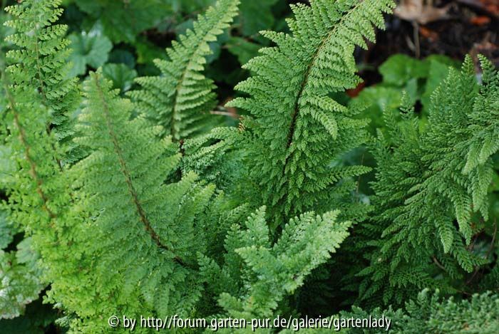 Polystichum setiferum ´Plumosum Densum´