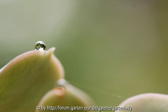 Tropfen auf Echeveria