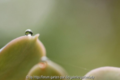 Tropfen auf Echeveria