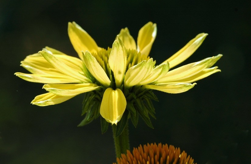 Echinacea 1